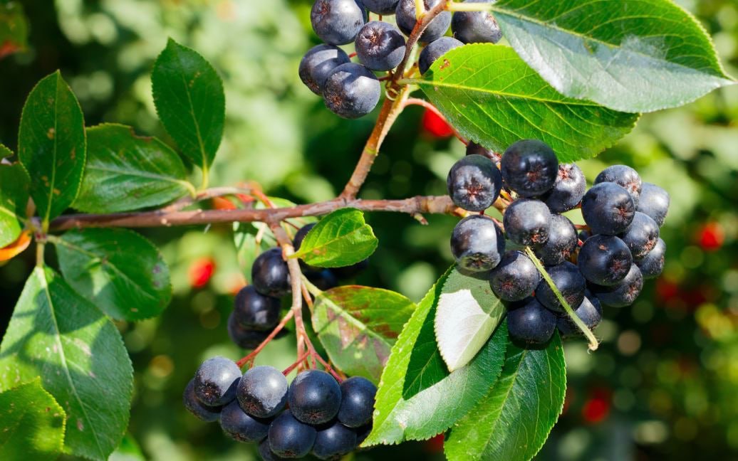 Mustamarja: toiteväärtus